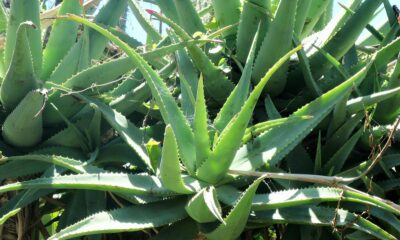 fresh aloe vera gel fresh aloe vera gel